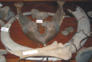 Рештки скелету мамонта